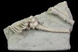 Bargain, Actinocrinites Crinoid Fossil - Crawfordsville, Indiana #68485-1
